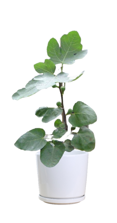 Ficus Racemosa